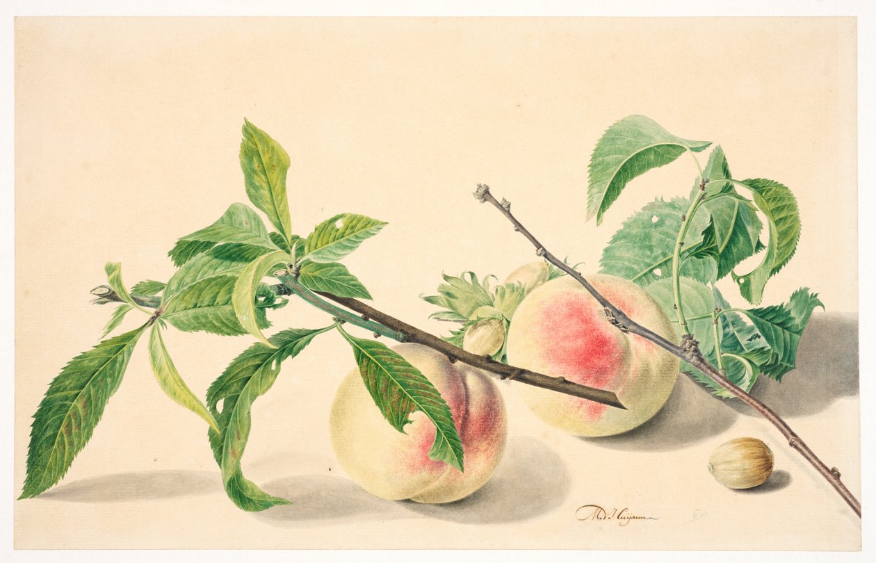 Botanisch met aquarel - Afbeelding 4